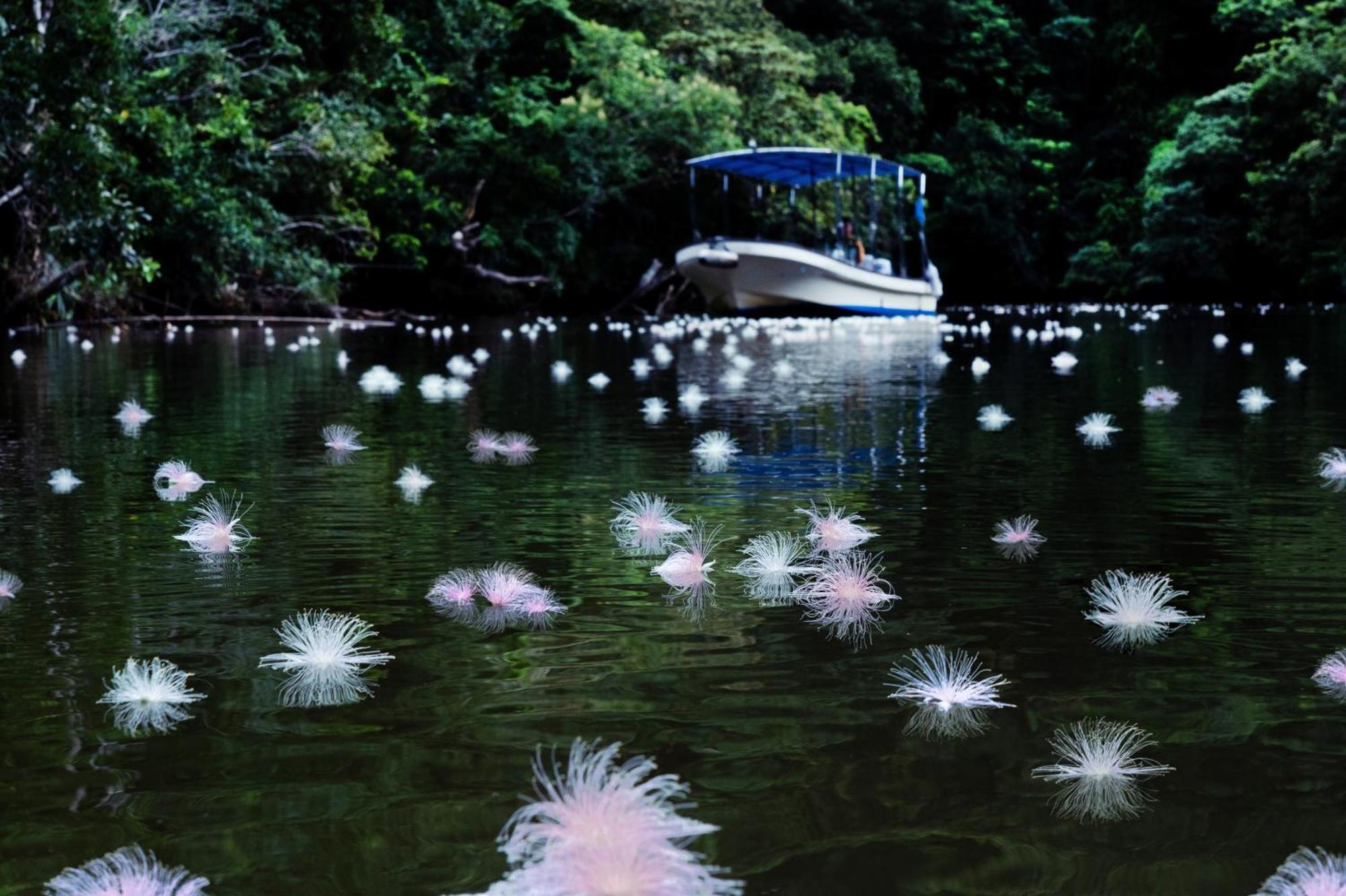 Iriomote Hotel By Hoshino Resorts Urauchi Zewnętrze zdjęcie